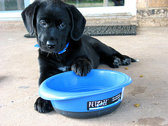 best dog food
