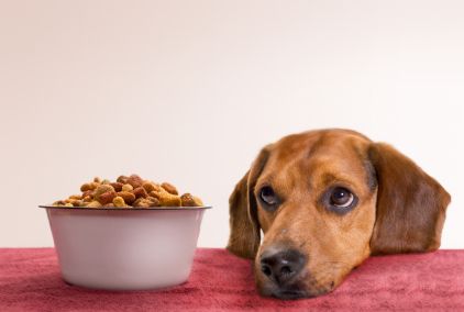 Get best dog food for cancer prevention