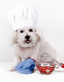 Poodle in a hat cooking