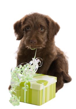 dog gifts