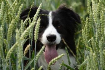 grain free dog treats