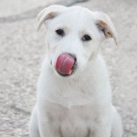 homemade dog treat