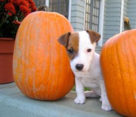 pumpkin dog treats