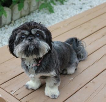 Shih+tzu+mixed+with+pekingese+puppy