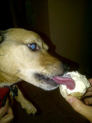 Dublin and his birthday Carrot Cupcake