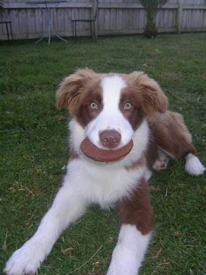 Charlie eating Waffles