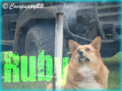 Ruby is a 5 yr old purebred pembroke welsh corgi that can lay around the house, chase fireworks, and sit. :)