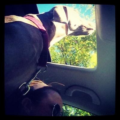Sunroof's Are Made For Harper