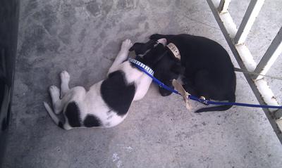 Puppy nap with his Bro!