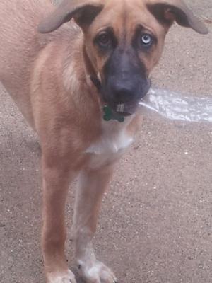 I won't put the bottle down till I get one of your special Dog Treats!