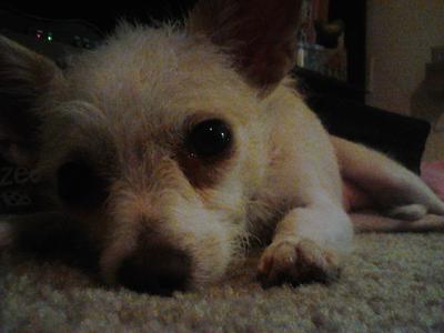 Chinese crested dog chihuahua sales mix