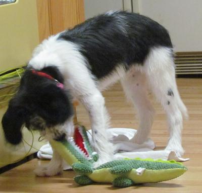 Lolo with his newest alligator squeaky toy