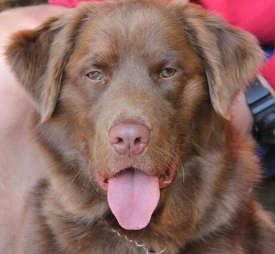 Chocolate labrador retriever sales mix