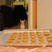 My dog spot just spotted the biscuits