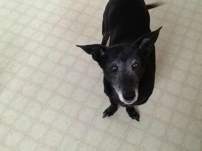 Star waiting for a sample of a Peanut Butter with oatmeal  treat!