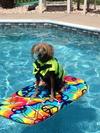 Gizmo in the pool