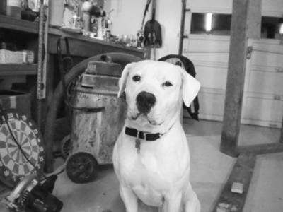 Bella keeps her dad company in the garage while he tinkers