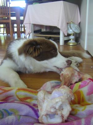 Charlie chewing his Bone