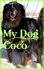 Coco is a 4 yr old Australian Shepard, Coonhound, Blue Healer mix. She can sit, wave, heard cattle, shake, roll over, jump and speak.