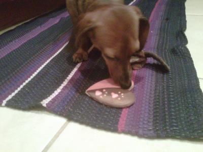 Daisy and her chicken liver flavored Valentine's Day cookie