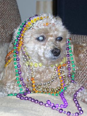 My little Mardi Gras Princess