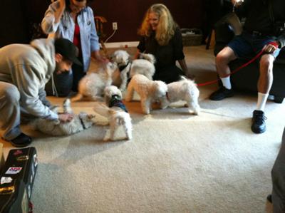 Many fluffy pups at the birthday party