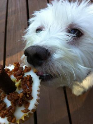 Little boy Bruiser enjoying his cupcake