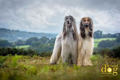 Fine Art Dog Portraits - Hound Dog Photography