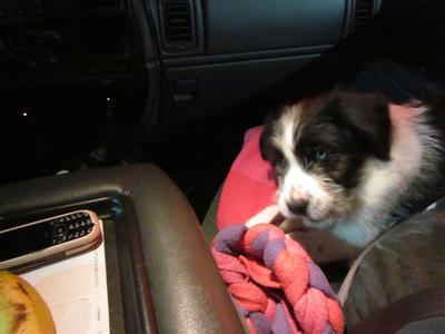 Chewing a bully stick in my lap on the way home from the shelter in Kentucky