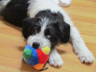 Lolo with one of his favorite squeaky toys