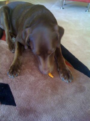 My dog eating it.