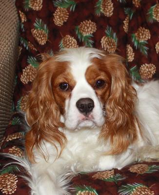 Cavalier King Charles Spaniel