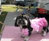 Bella Rose at Pet Parade