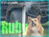 Ruby is a 5 yr old purebred pembroke welsh corgi that can lay around the house, chase fireworks, and sit. :)