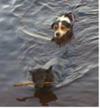 Zarra & Lucky swimming in summer