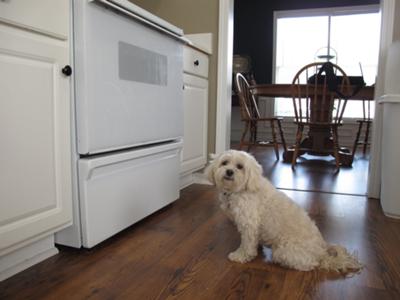 Annie Waiting on Her Treats